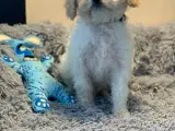 Mini Maltipoo er helt rejseklar nu  - 2