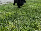 Rottweiler/ Labrador hvalpe  - 5