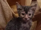 Lykoi Killinger ( Werewolf cat ) - 3