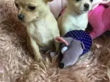 Chihuahua bl.a. hvalpe - 3