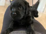 Lækre Labradoodler - 4
