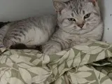 British shorthair Killing