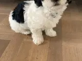 Bichon Havanais hundehvalpe  - 5