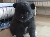Pomeranian 