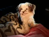 Biewer yorkshire terrier - 4