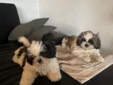 Ægte Shih-Tzu hvalpe - 4