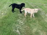 Labrador hvalpe med stamtavle - 3