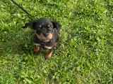 Rottweiler Hvalpe  - 5