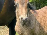 Fantastisk smuk hingst med afdrag muligt  - 4
