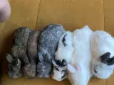 Kaninunger til salg i kolding 