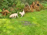 Labrador retriver - 3