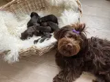 Chokoladebrune Bichon Havanais hvalpe  - 2