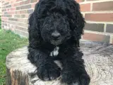 Labradoodle hvalpe 8F7B - 2