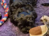  TIDLIG JULEGAVE BLØDESTE OG LÆKKER BICHON HAVANAI - 3
