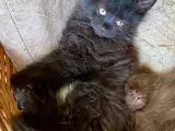 Maine Coon Perser killinger - 5