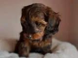 Doxiepoo - 5