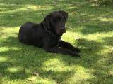 Brun Labrador han til parring