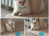 Superskønne Ragdoll killinger - 2