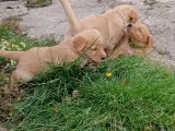 Røde Golden Retriever