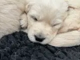 Golden retriever hvalpe  - 2