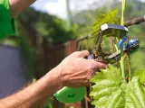 Bindetang til planter i have og drivhus - 2