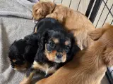 Cavalier king charles hvalpe sælges🩵🩷 - 2