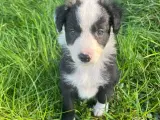 Border Collie hvalpe - 2