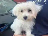 Mini malteser 