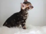 Fine og dejlige Bengal Killinger - 3