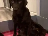 Labrador gammeldags blanding