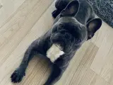 Fransk bulldog 