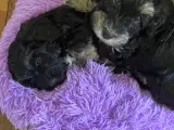 DKK Bichon Havanais hvalpe - 3