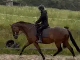 kærlig, ærlig, trafiksikker, dressurafstamning - 2