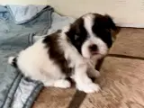 Allergivenlig Shih Tzu hvalpe - 5
