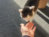 En sød hun kat søger et kærlig hjem 
