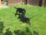 2 Stk Labrador retriever F1 sælges - 3