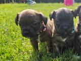 Bossy-poo hvalpe