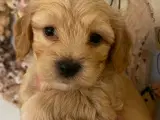 Smukke Bichon Havanais