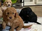 Mini Golden Doodle F1B babyer  - 4