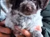 Lagotto hvalpe -doodle