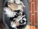 Bichon Havanais - 2