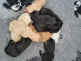 Labrador Hvalpe  - 2