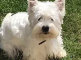 West Highland White Terrier Avls han