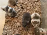 Roborowski hamster