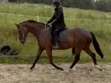 kærlig, ærlig, trafiksikker, dressurafstamning - 5