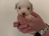 Hundehvalpe/Mini malteser hvalpe - 5