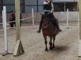 2èr pony Mr. Brown - 2