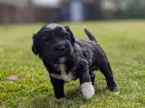 Lækre Malshipoo blandingshvalpe - 5