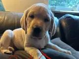 Labrador hvalpe - 2