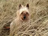 Australian silky terrier - 5